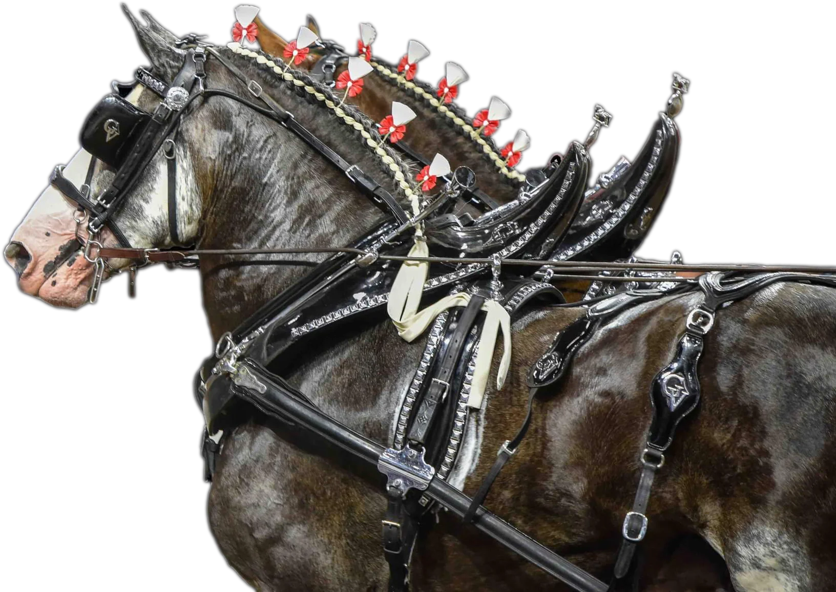 belgian draft horse show
